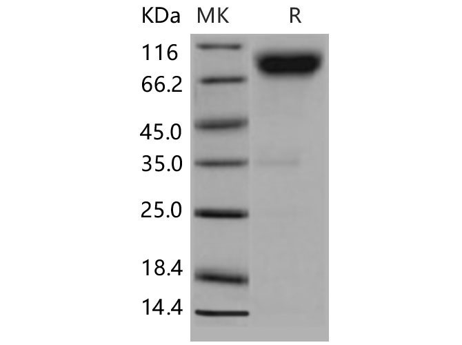 Валидация Elabscience PKSM040572(4559)