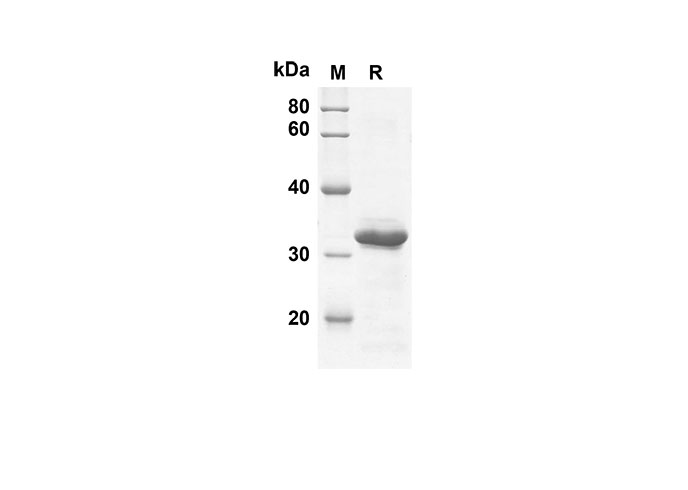 Валидация Elabscience PDEH100520(36)