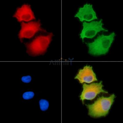 Валидация Affinity DF9356 - 21862