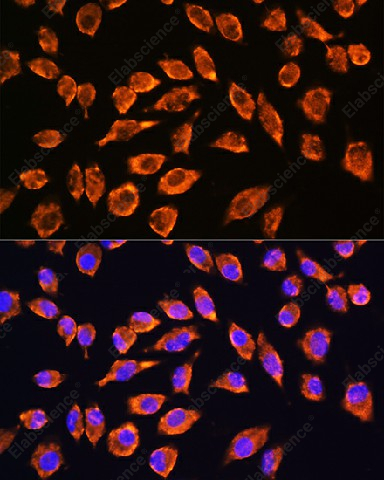 Иммунофлуоресценция, NMDAR2A, клетки L929