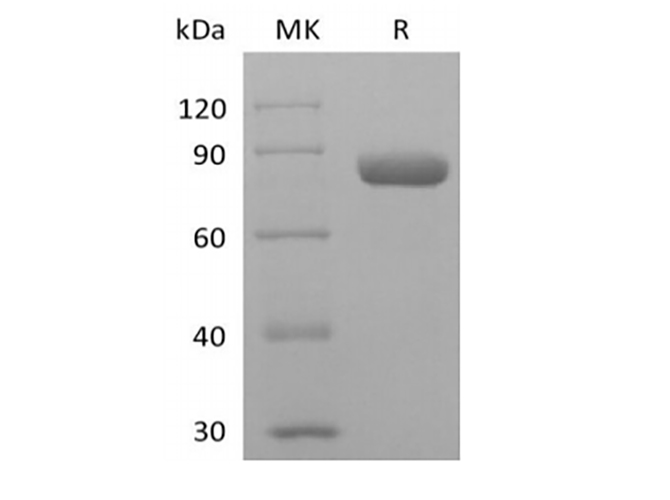 Валидация Elabscience PKSH034051(4281)