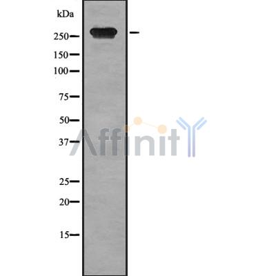 Валидация Affinity DF8245 - 20083