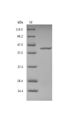 SDS-PAGE