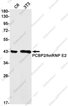 Вестерн-блоттинг, PCBP2/hnRNP E2, клетки C6 и 3T3