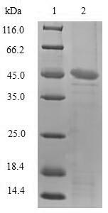 SDS-PAGE