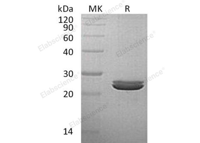 Валидация Elabscience PKSH032723(3152)