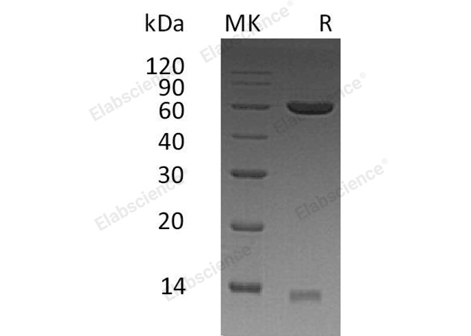 Валидация Elabscience PKSH032955(3347)