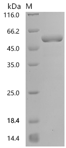 SDS-PAGE