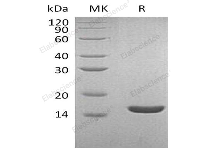 Валидация Elabscience PKSH032722(3151)
