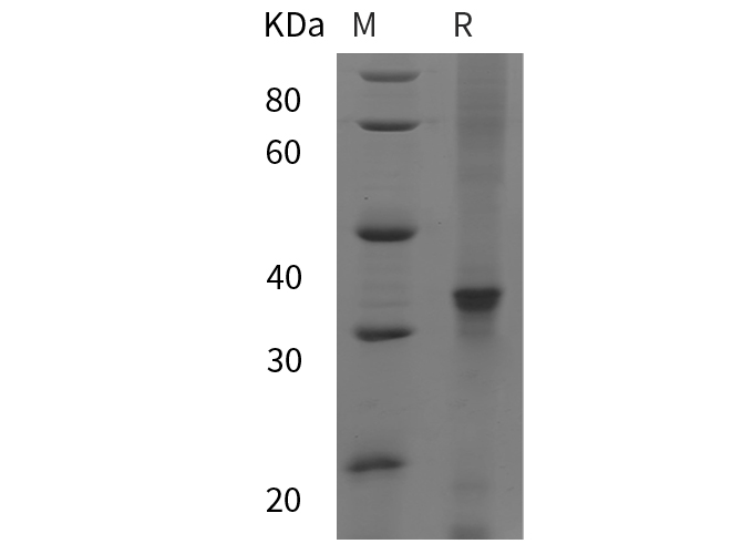 Валидация Elabscience PDEH101008(413)
