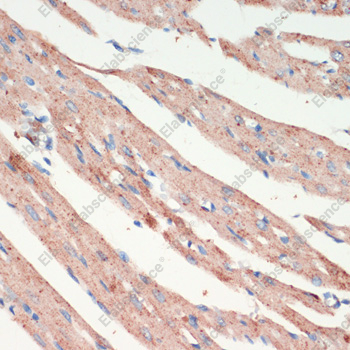 Иммуногистохимия, LRRK2, ткань сердца крысы