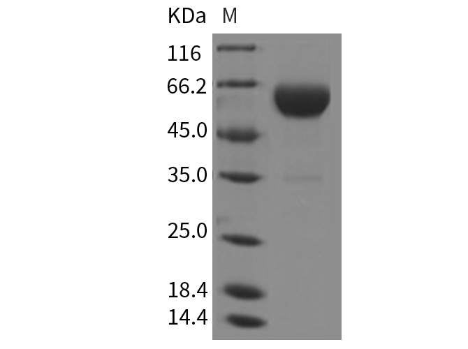 Валидация Elabscience PKSR030144(5511)