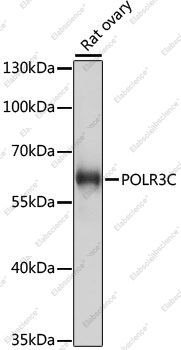 Вестерн-блоттинг, POLR3C, ткань яичника крысы