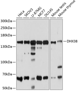 Валидация Elabscience E-AB-63786
