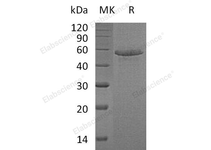 Валидация Elabscience PKSH032147(2679)