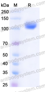 EHE19102, SDS-PAGE