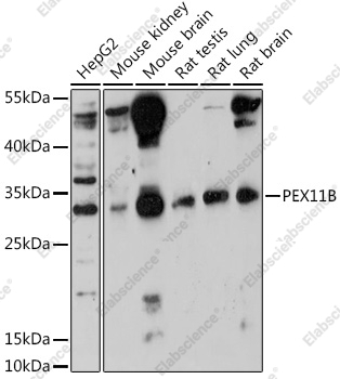 Вестерн-блоттинг, PEX11B, различные клеточные линии