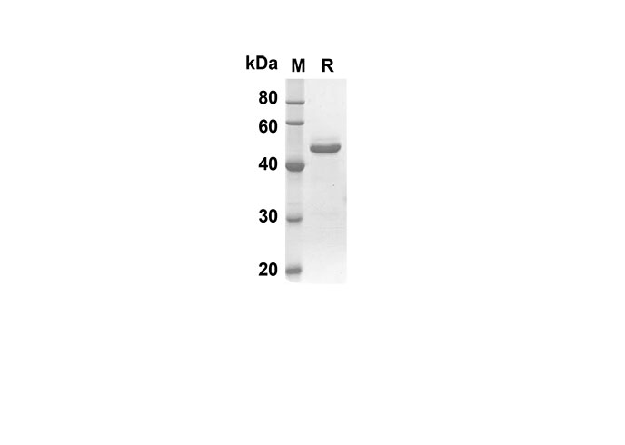 Валидация Elabscience PDEH100498(17)