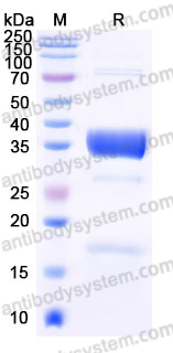 YHE19002, SDS-PAGE