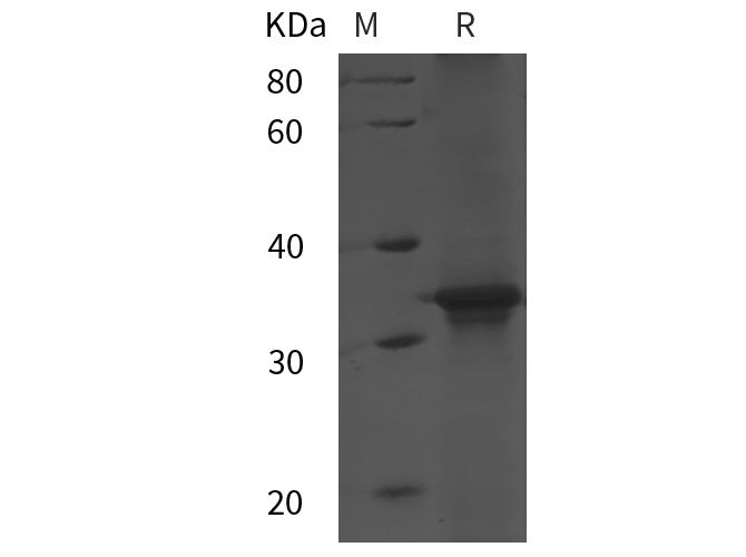 Валидация Elabscience PDEH101073(458)