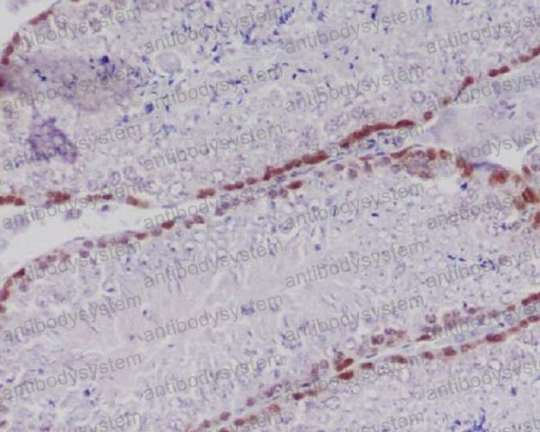 Валидация AntibodySystem RME36001