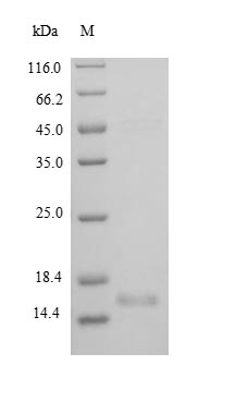 SDS-PAGE