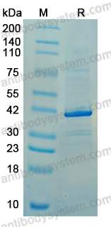 YHB91111, SDS-PAGE