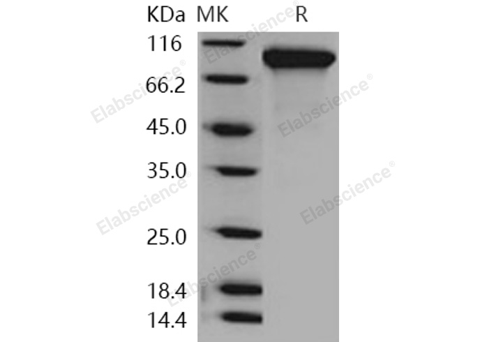 Валидация Elabscience PKSH031062(1857)