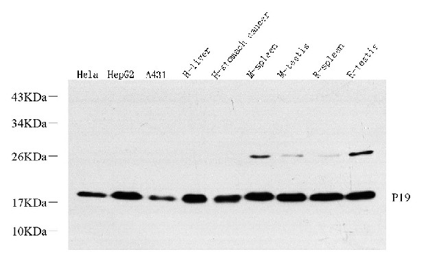 Валидация Elabscience E-AB-70351