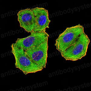 Валидация IF - AntibodySystem RHF07502