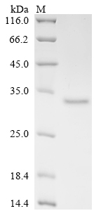 SDS-PAGE