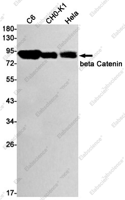 Вестерн-блоттинг, beta Catenin, клетки C6, CHO-K1, HeLa