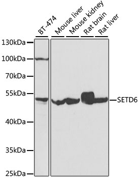 Валидация Elabscience E-AB-61601