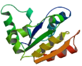 Interleukin 1 Receptor Accessory Protein (IL1RAP) Interleukin 1 Receptor Accessory Protein (IL1RAP)