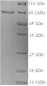 SDS-PAGE