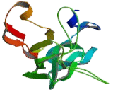 Tumor Necrosis Factor Receptor Superfamily, Member 5 (TNFRSF5)