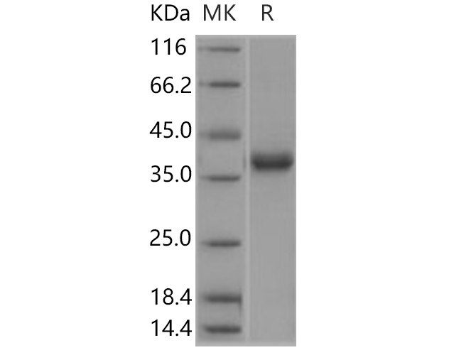 Валидация Elabscience PKSH030564(1469)