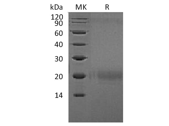 Валидация Elabscience PKSH032340(2831)