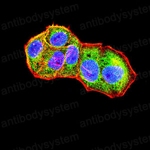 Валидация IF - AntibodySystem RHK22903