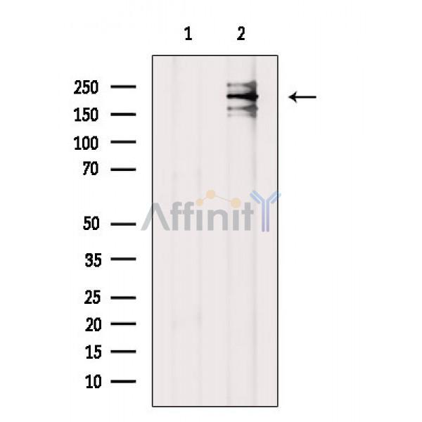 Валидация Affinity DF6018 - 17239