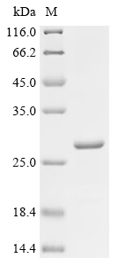 SDS-PAGE