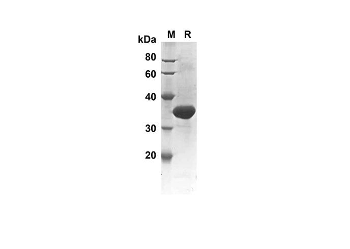 Валидация Elabscience PDEH100511(30)
