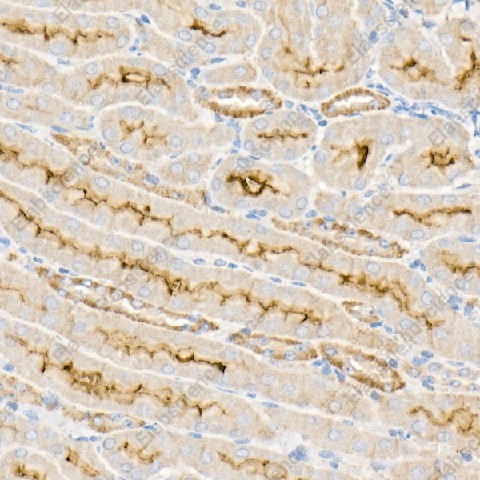 Иммуногистохимия, Na+/K+-ATPase, ткань почки мыши