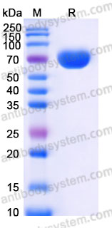 EHF05302, SDS-PAGE