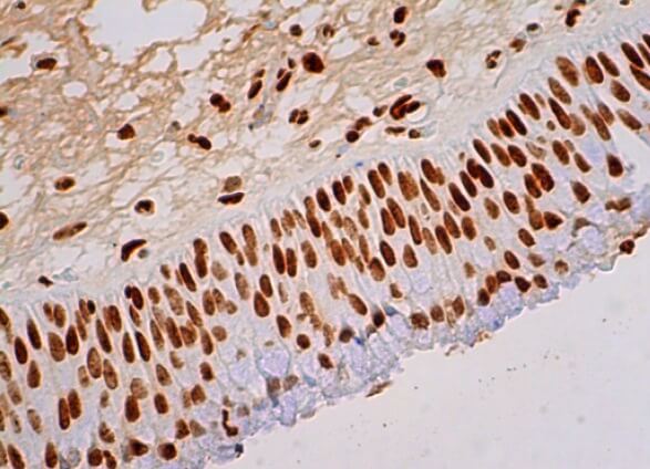 Валидация AssayVector ARM1021(64)