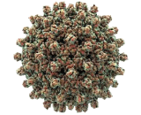 Surface Antigen Hepatitis B Virus (HBV)