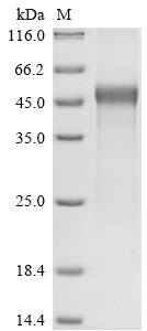 SDS-PAGE