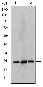 Валидация Affinity BF0279 - 5206