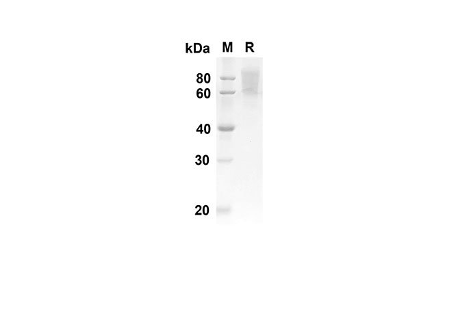 Валидация Elabscience PDMH100244(867)