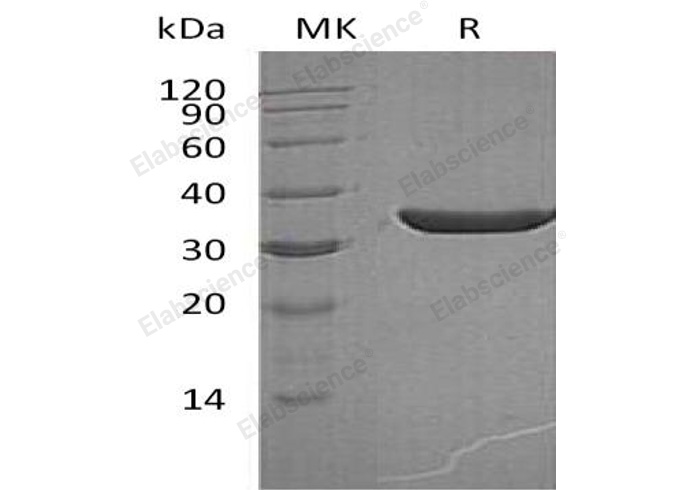 Валидация Elabscience PKSH032949(3342)